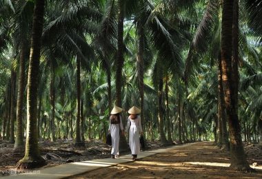 Ben Tre Mekong Co Co Nut Forest
