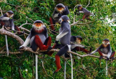 Cuc Phuong National Park Monkey